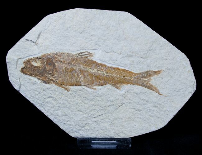 Inch Knightia Fossil Fish - Green River Formation #1579